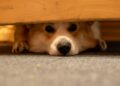A brown and white dog laying under a wooden table
