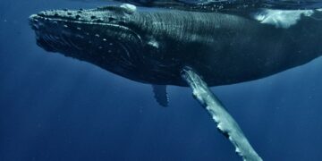 a humpback whale swims under the surface of the water