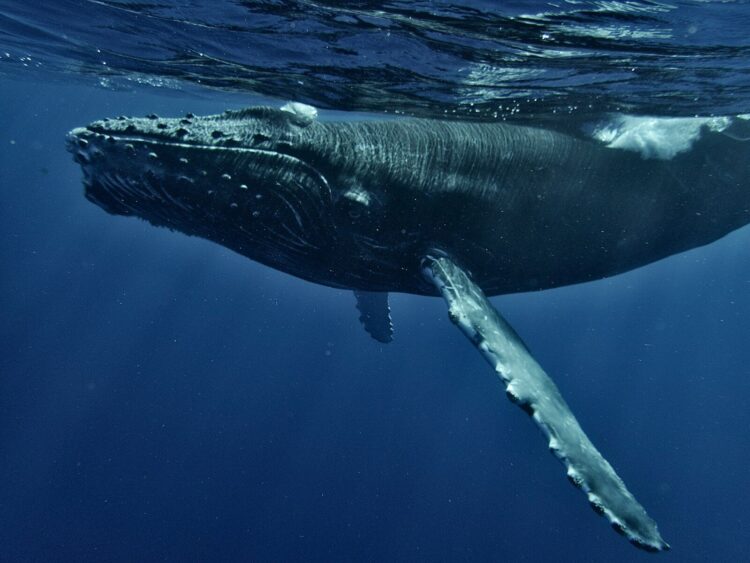 A humpback whale swims under the surface of the water