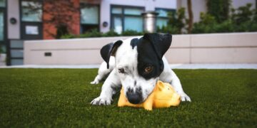 white and black American pitbull terrier bit a yellow pig toy lying on grass outdoor during daytime
