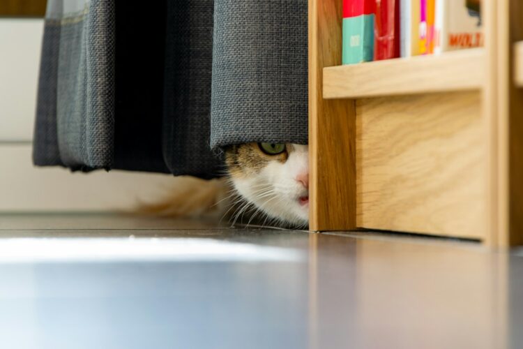 Brown and white cat on brown wooden shelf