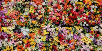 red yellow and white flower petals