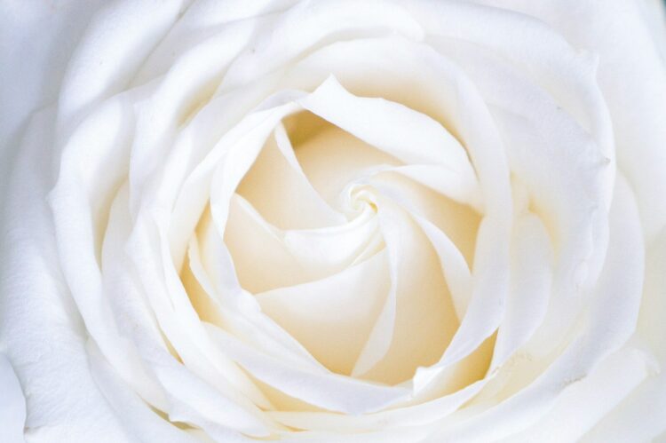 White rose close up photography