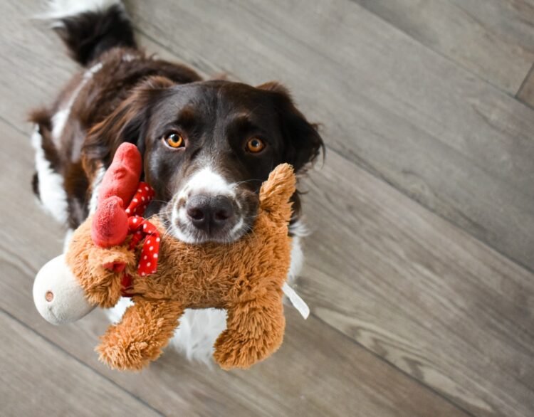 Black and white short coated dog on brown bear plush toy