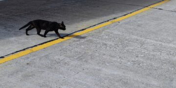 a black dog walking across a street next to a yellow line