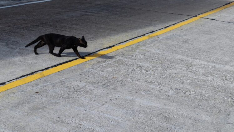 A black dog walking across a street next to a yellow line