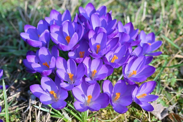 A cluster of vibrant purple crocuses blooming in spring