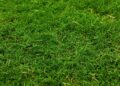 A detailed close up of lush green grass capturing its freshness and natural growth outdoors
