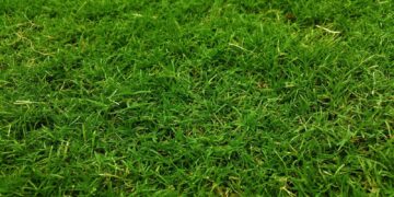 A detailed close-up of lush green grass, capturing its freshness and natural growth outdoors.