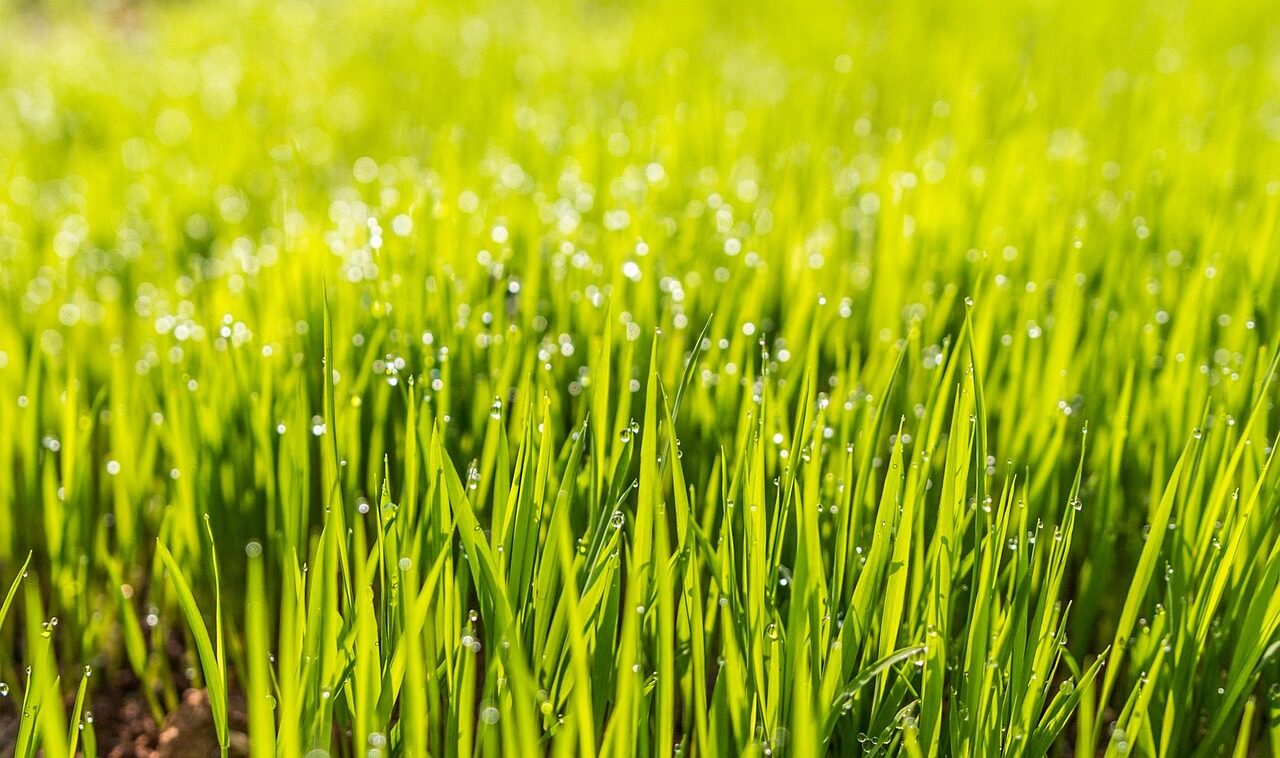 Dew field grass green lawn dewdrops water droplets wet grass blades close up nature macro