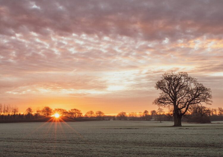 Leafless tree on grass field during sunset
