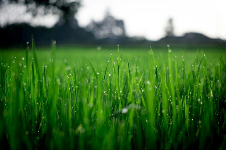 Close up of lush green grass covered with morning dew in a rural field