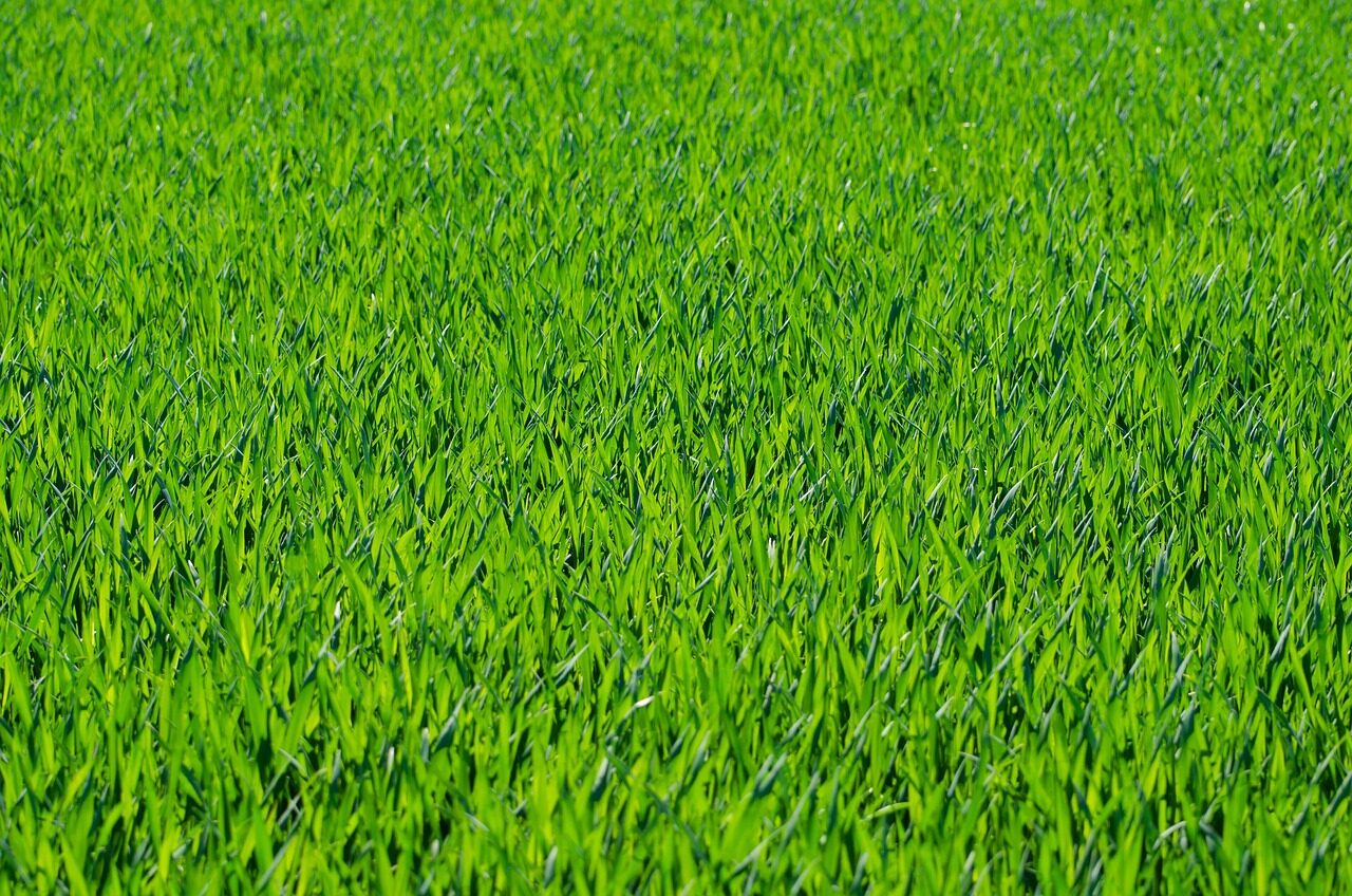 Grass lawn grass blades grassy grassland field green nature greenery grassy field green grass grass grass grass grass lawn lawn lawn lawn lawn green green