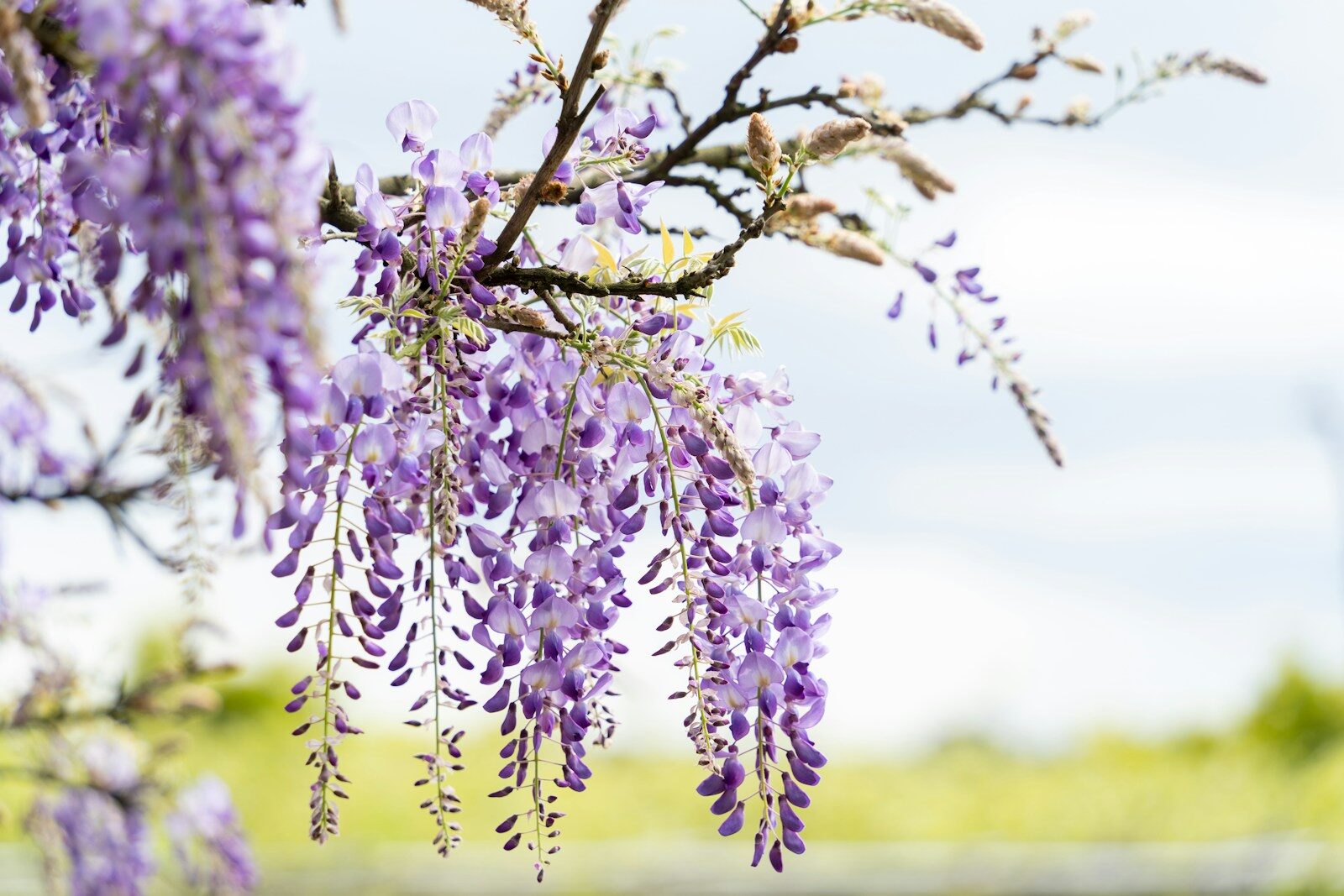 A tree with purple flowers hanging from it's branches
