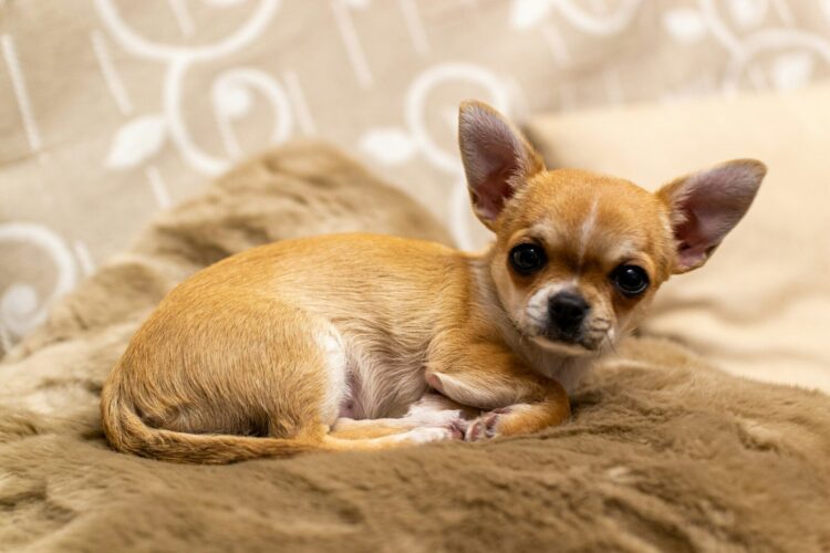 Brown chihuahua puppy on brown textile