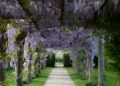 A pathway lined with purple wister trees in a park