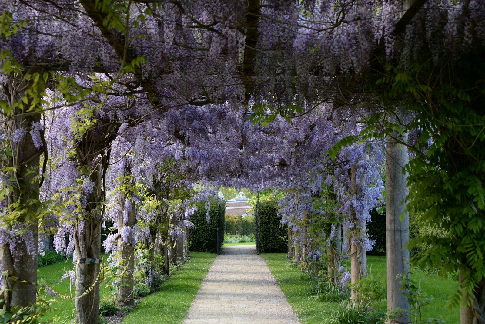 A pathway lined with purple wister trees in a park
