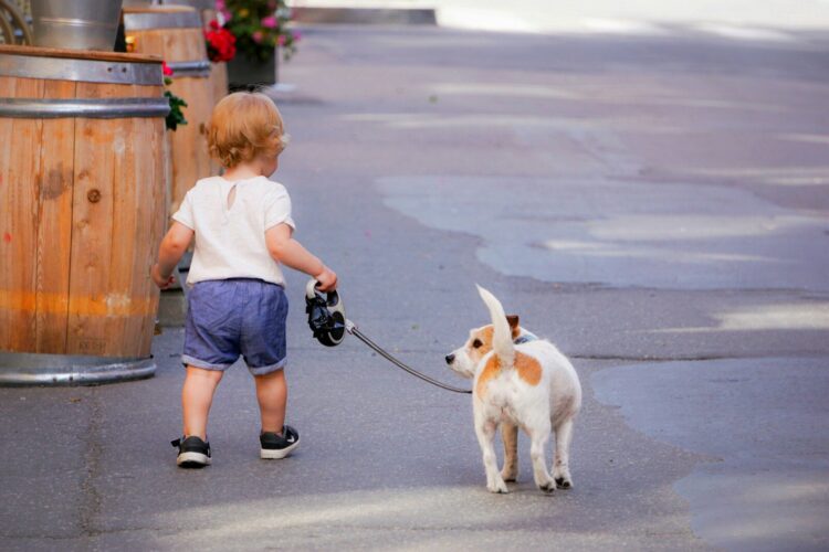 Girl in blue t shirt and blue denim shorts holding leash of white and brown jack