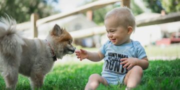 boy in black and white stripe shirt sitting on green grass field beside brown pomeranian puppy