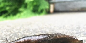 Slakkenvrij de zomer in: door deze 5 dingen nú al te doen voorkom je dat ze later in je tuin belanden