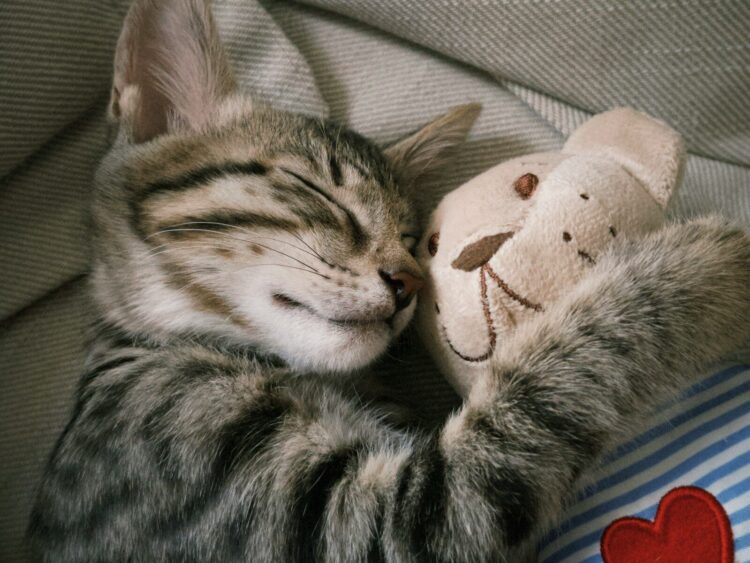 A cat sleeping next to a stuffed animal
