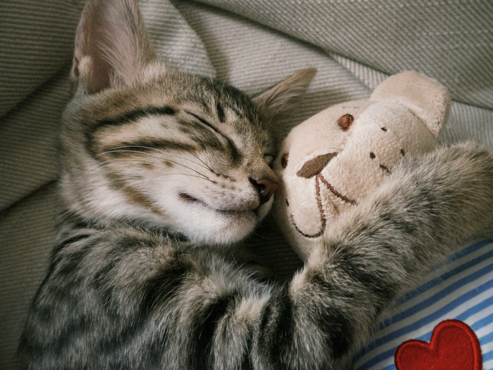 A cat sleeping next to a stuffed animal
