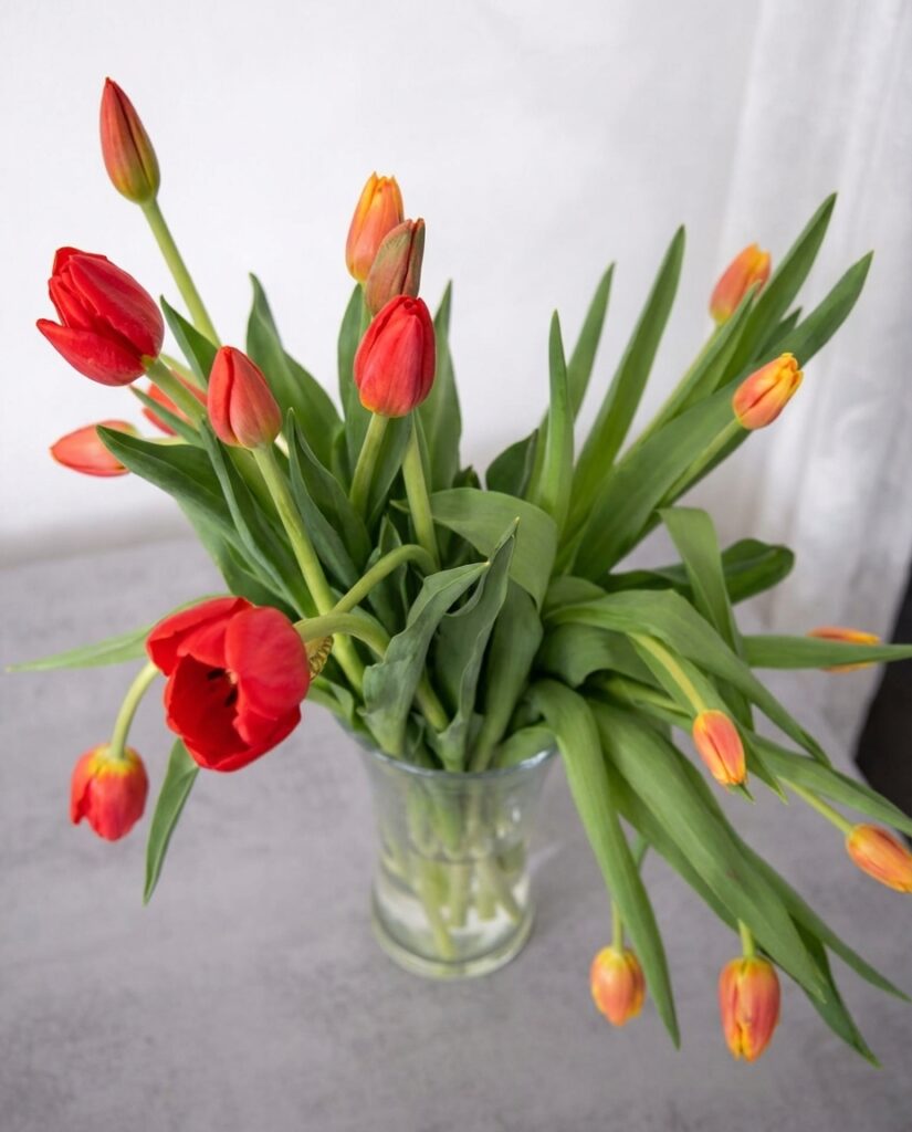 Bouquet of red and orange tulips in a clear glass vase on a gray surface
