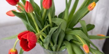Red and orange tulips in a clear glass vase on a gray surface.