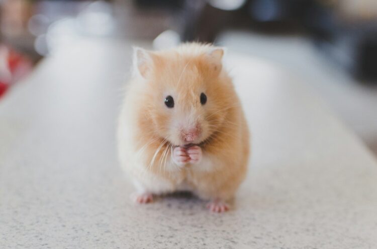 Selective focus photography of brown hamster
