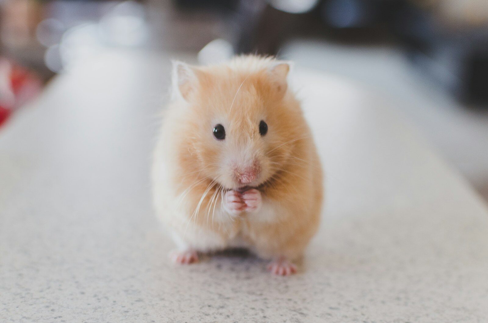 Selective focus photography of brown hamster