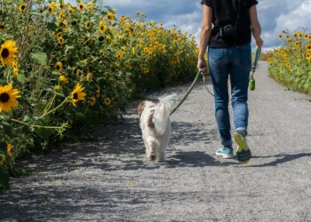 Man in blue t shirt and blue denim jeans walking with white dog on road during