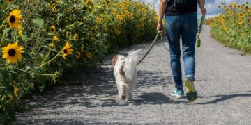 man in blue t-shirt and blue denim jeans walking with white dog on road during