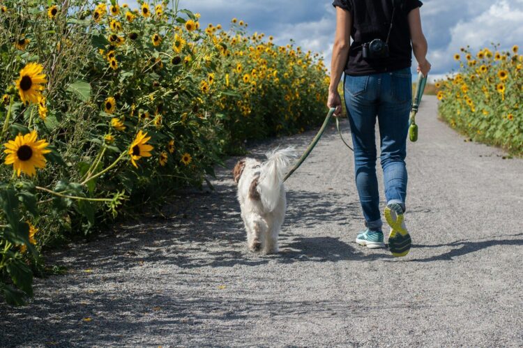Man in blue t shirt and blue denim jeans walking with white dog on road during