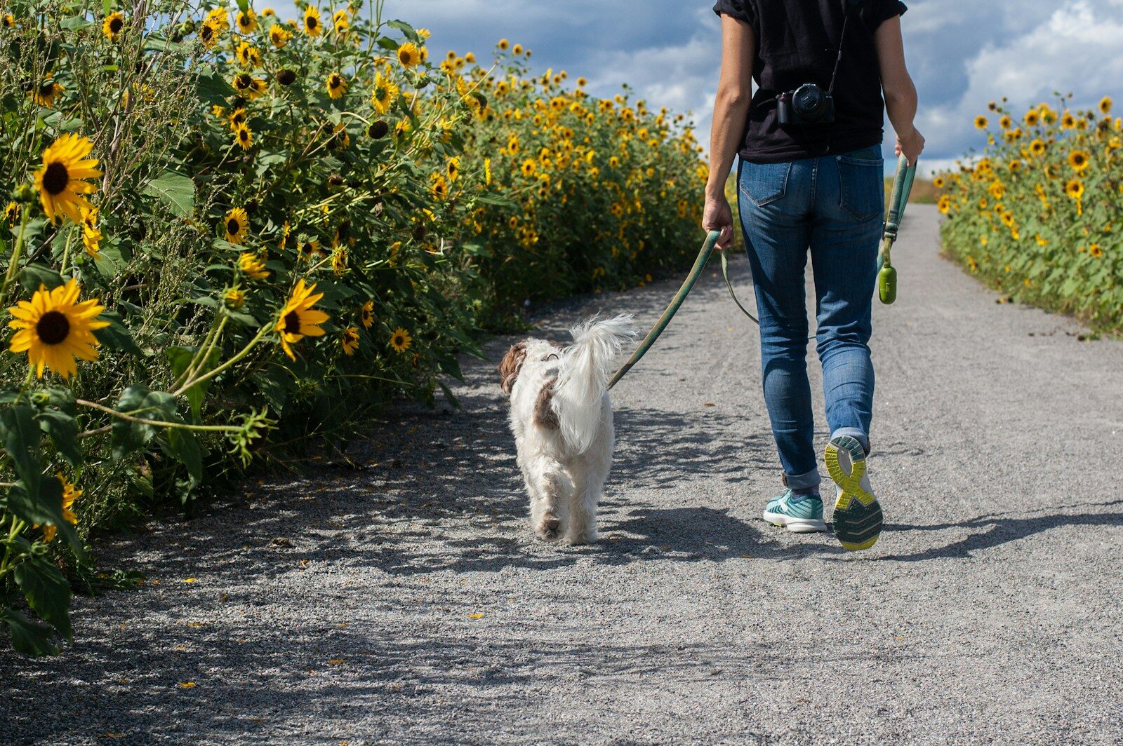 Man in blue t shirt and blue denim jeans walking with white dog on road during