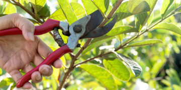 Deze planten & struiken moet je snoeien in april – en deze absoluut niet!