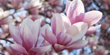 Dit moet je weten over het planten en onderhouden van de magnolia