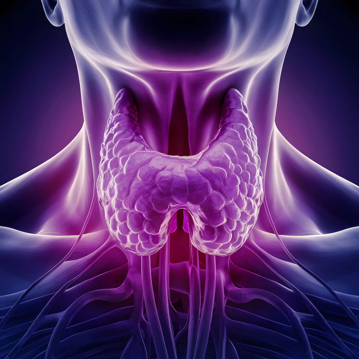 Color enhanced illustration of the neck showing the butterfly shaped thyroid gland surrounding the trachea