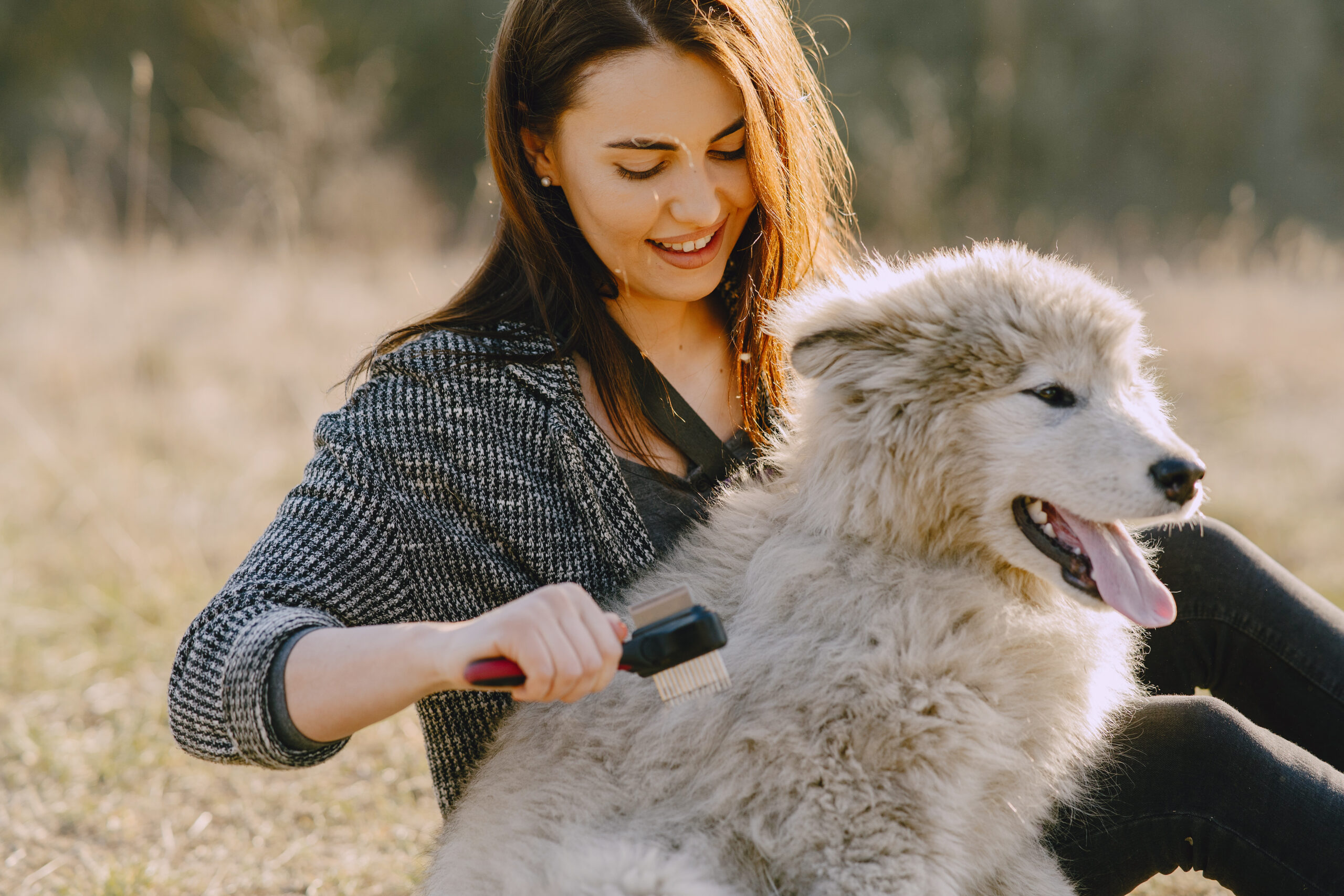 Woman brushing a large fluffy white dog outdoors in a sunlit field both smiling
