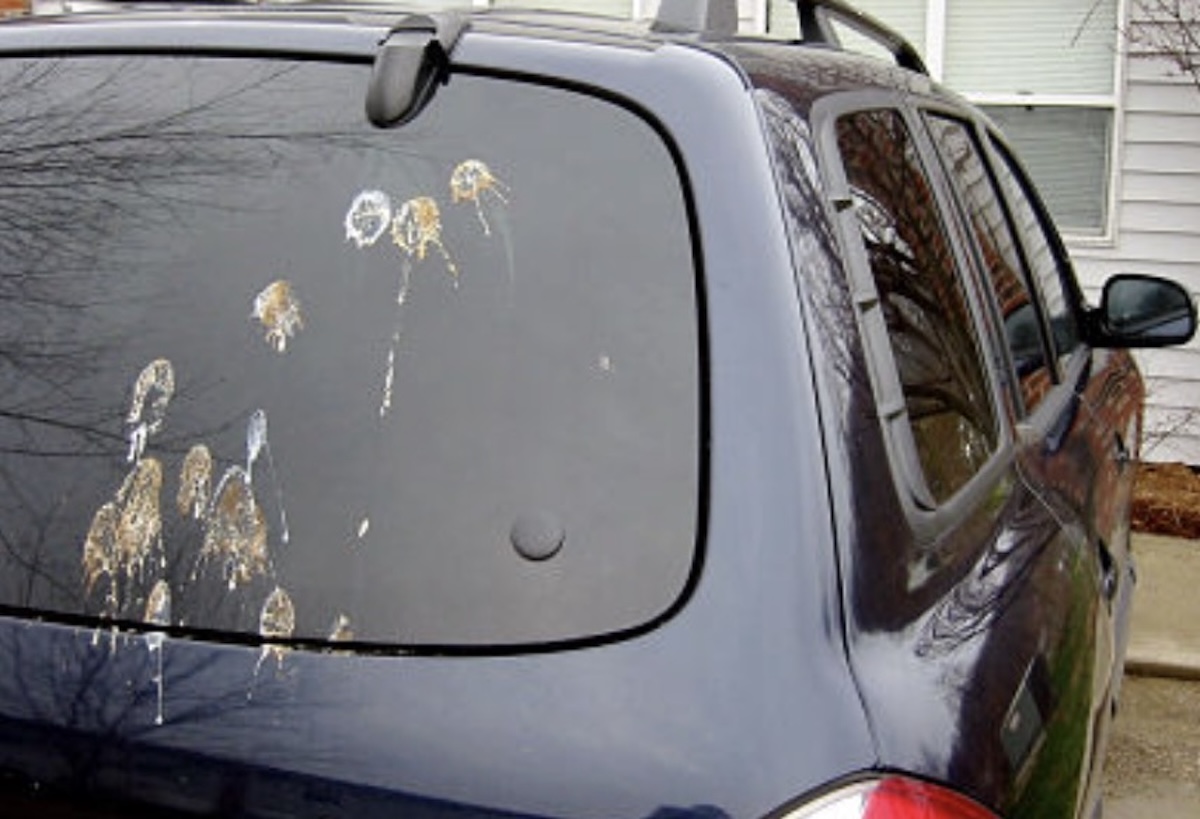 Blue suv in a driveway with bird droppings splattered on the rear window tailgate glass