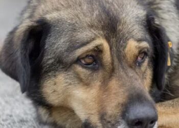 Hoe kun je herkennen dat je hond pijn heeft