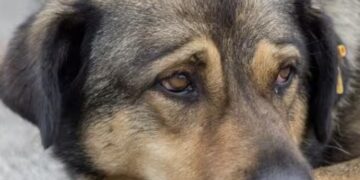 Hoe kun je herkennen dat je hond pijn heeft
