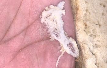 brood