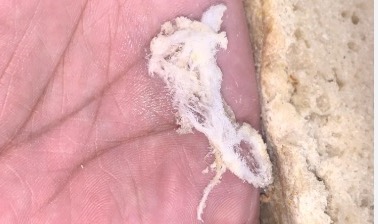 brood