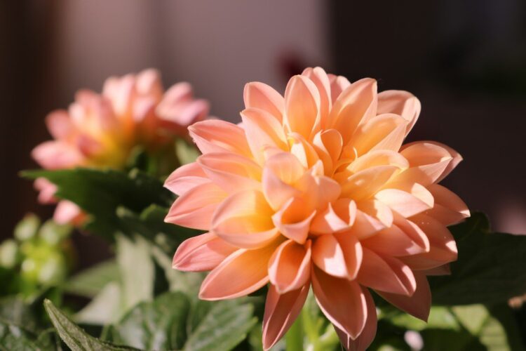 a close up of a pink flower with green leaves
