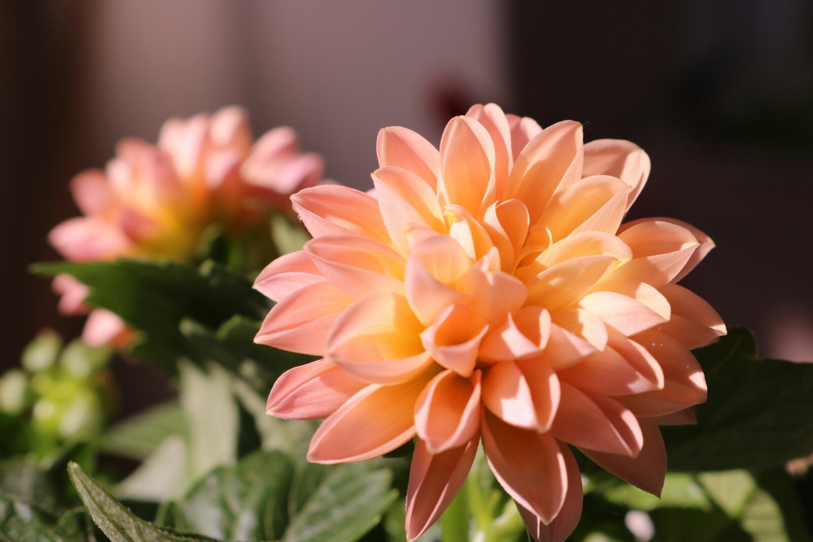 a close up of a pink flower with green leaves