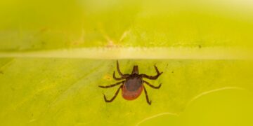 A tick on a leaf is visible.