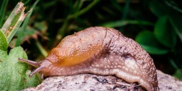 hoe je slakken in je tuin kunt bestrijden en voorkomen