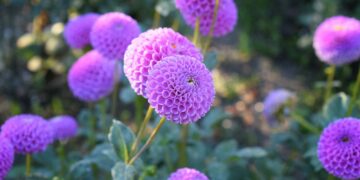 pink flower in tilt shift lens