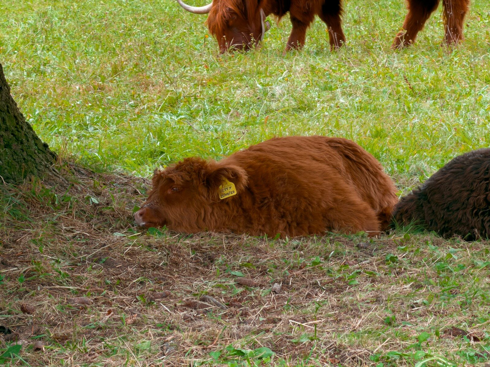 Fluffy brown calf resting in grassy field.
