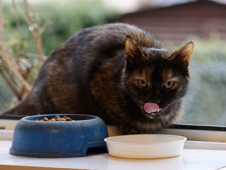 animal, nature, cat, mammal, fur, whiskers, pet, feline, eating, milk